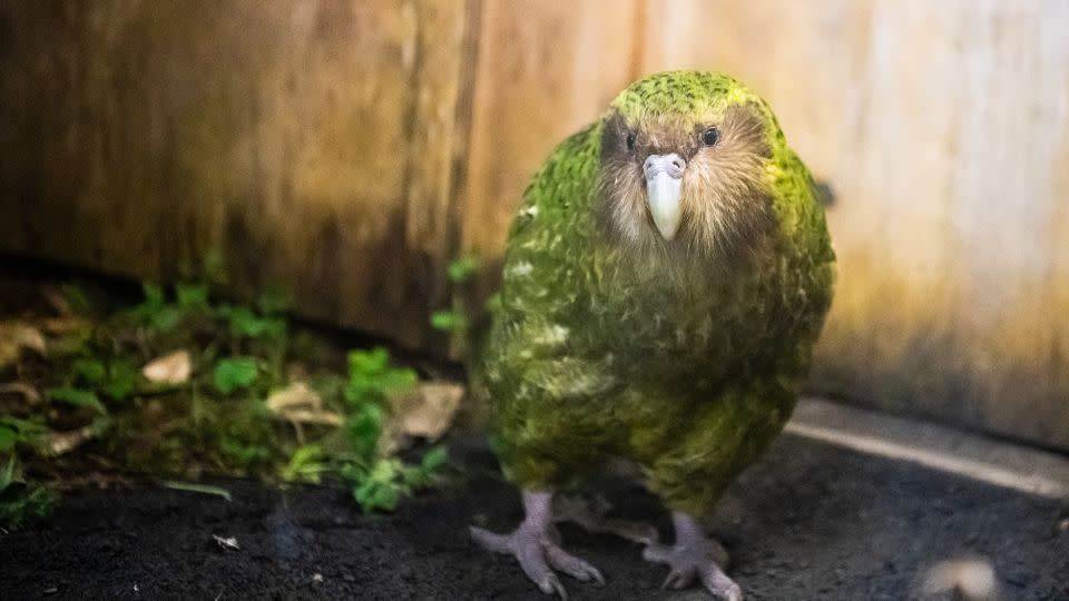 The critically endangered kākāpō is one of New Zealand’s unique treasures. - Liu Yang/iStockphoto/Getty Images