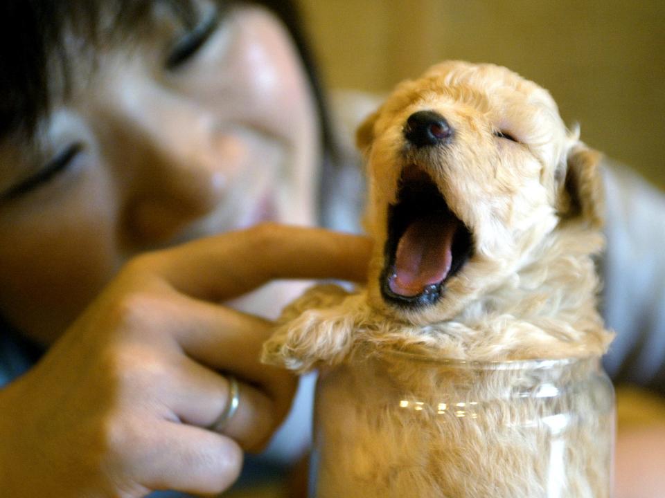 A poodle puppy yawns.JPG
