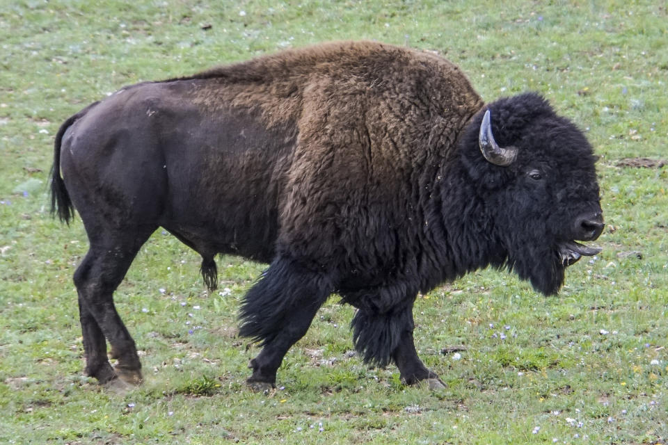 FILE - In this photo provided by Grand Canyon National Park, an adult bison roams near a corral at the North Rim of the park in Arizona, on Aug. 30, 2021. Grand Canyon National Park has decided not to extend a pilot project this fall 2022 that used volunteers to kill bison to downsize the herd. New surveys show the herd roaming the far reaches of northern Arizona is closer to the goal of about 200. (Lauren Cisneros/Grand Canyon National Park via AP, File)