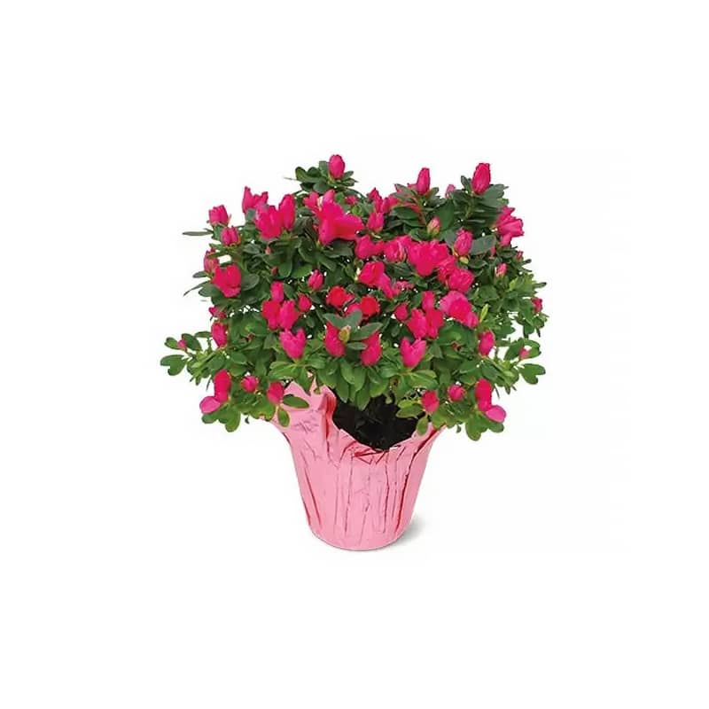 6" Azalea or Hydrangea Assorted Colors