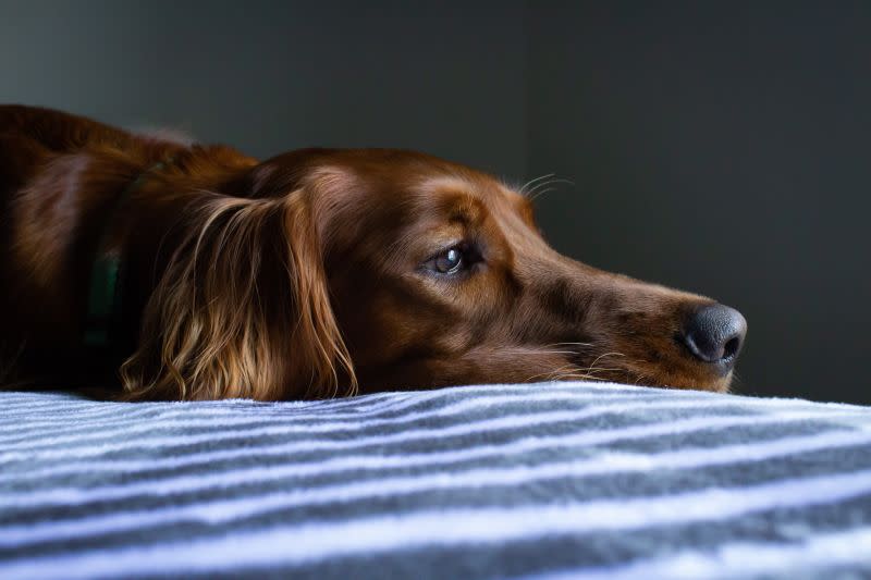 ▲一名飼主分享愛犬就醫的經驗，勸大家飼養前要考量經濟問題。（示意圖／取自unsplash）