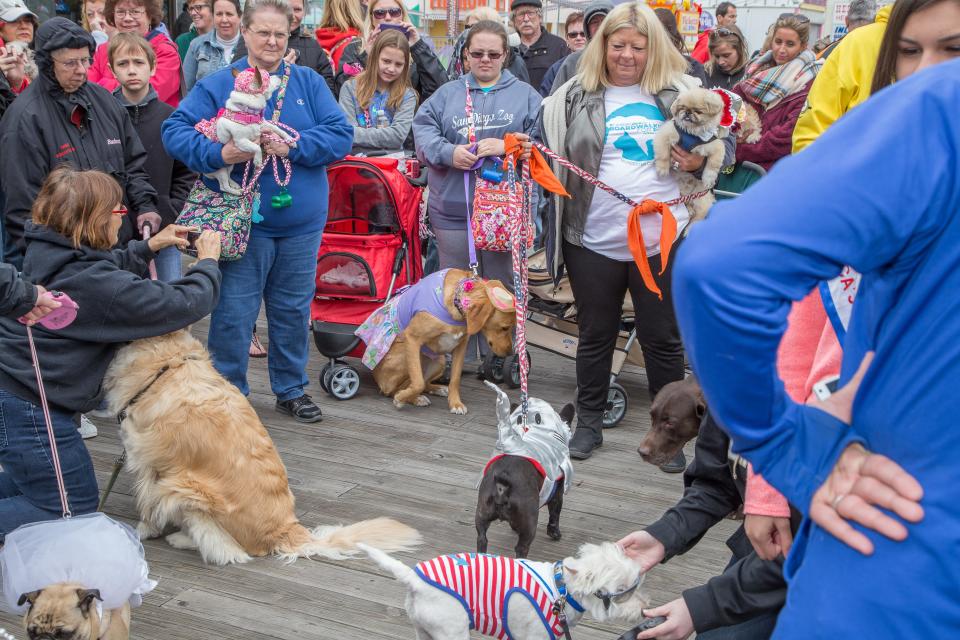 Dogs showed off their costumes to be judged for the Best Costume Contest at the Worcester County Humane Society had it’s 16th Annual Boardwalkin’ for Pets with over 300 dogs walking to raise money for the shelter.