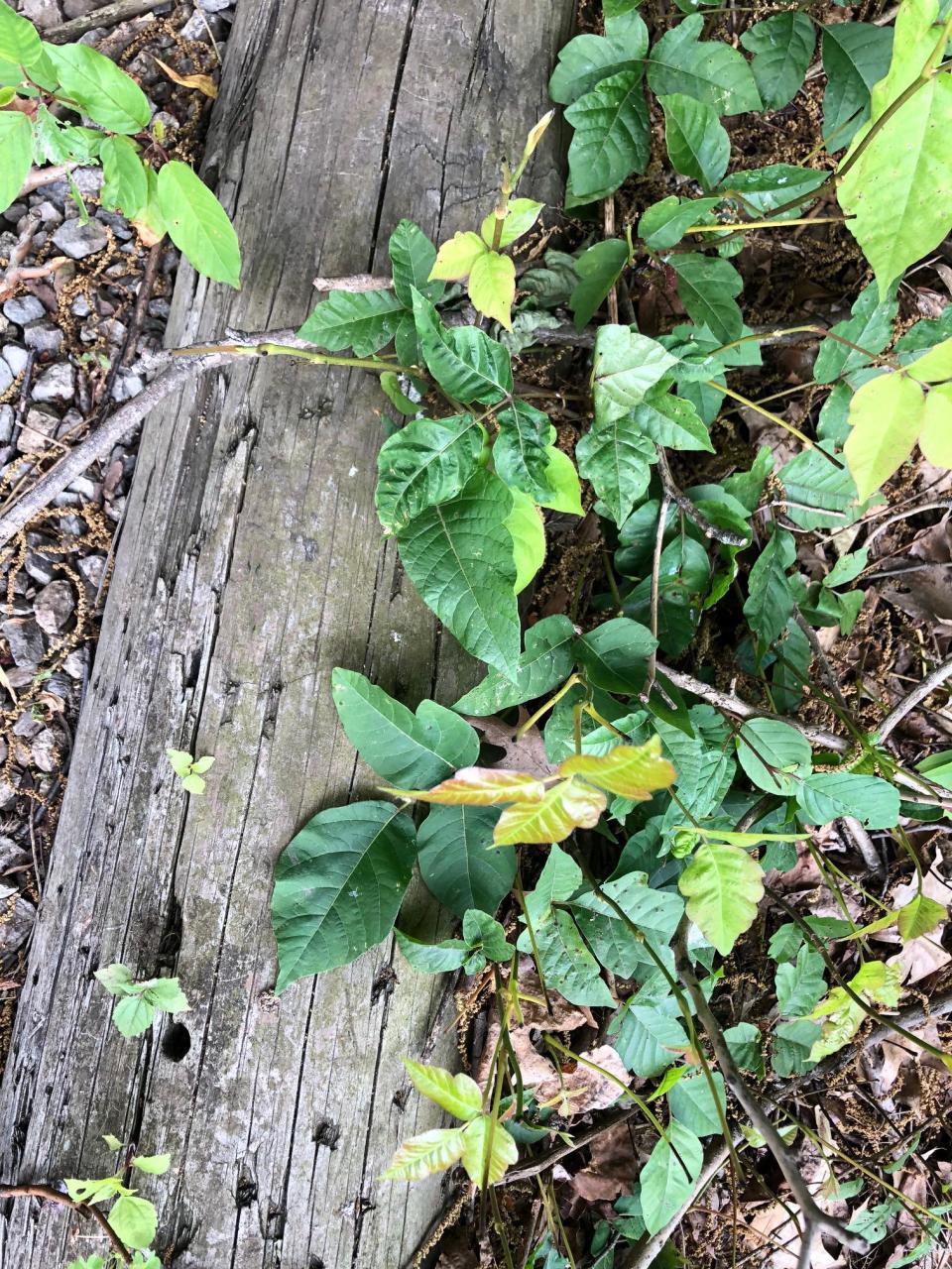 Poison ivy leaves are compound with three leaflets that occur alternately along the stem. Leaflets may have smooth, scalloped or irregularly toothed margins.  The leaf surface may or may not have a shiny appearance.