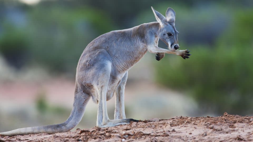 A red kangaroo licks its arm, which can actually help lower its body temperature. - Jami Tarris/Stone RF/Getty Images
