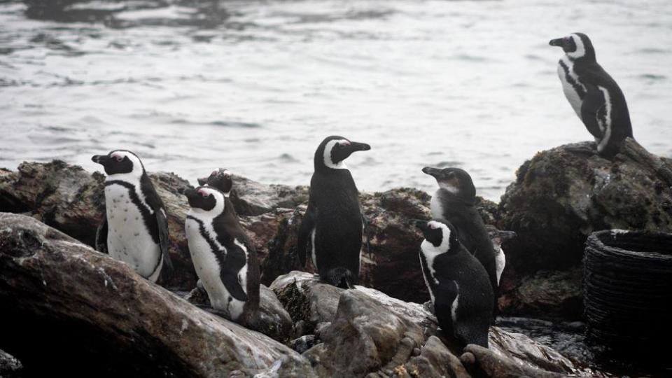 Penguins on some rocks