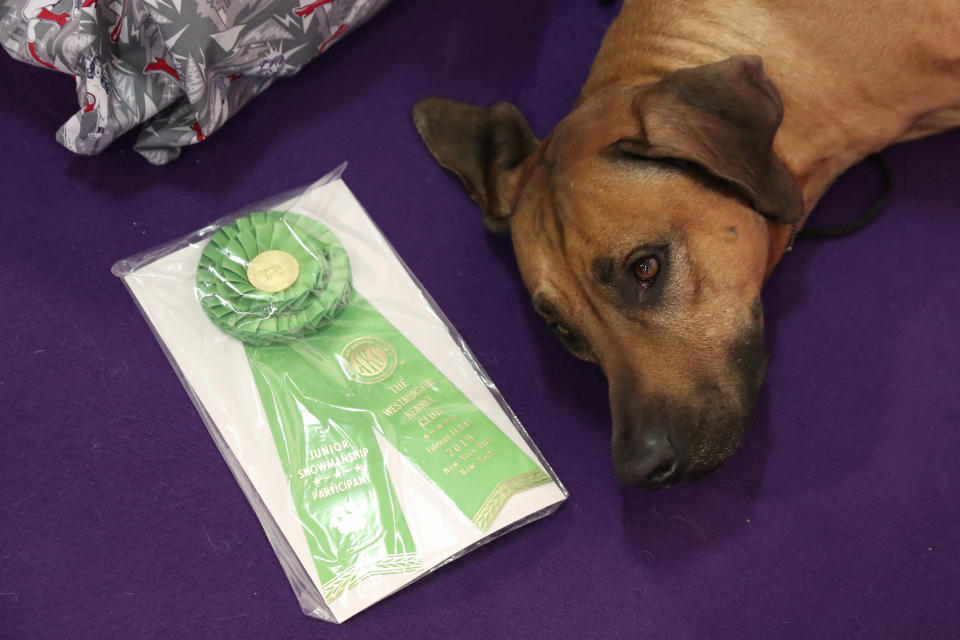 Bro, a Rhodesian ridgeback breed, lies next to a ribbon during the 143rd Westminster Kennel Club Dog Show in New York, Feb. 11, 2019. (Photo: Shannon Stapleton/Reuters)