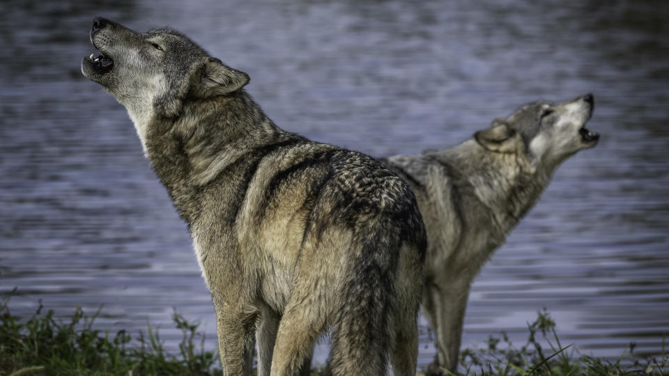 Two wolves howling