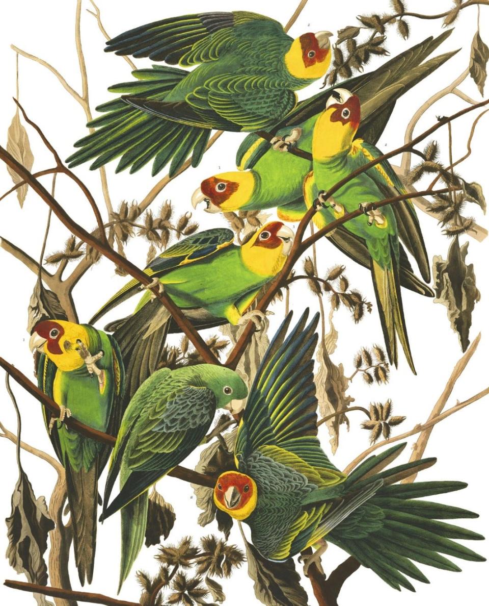 This painting depicts a group of Carolina parakeets, which went extinct more than a century ago, largely due to hunting.