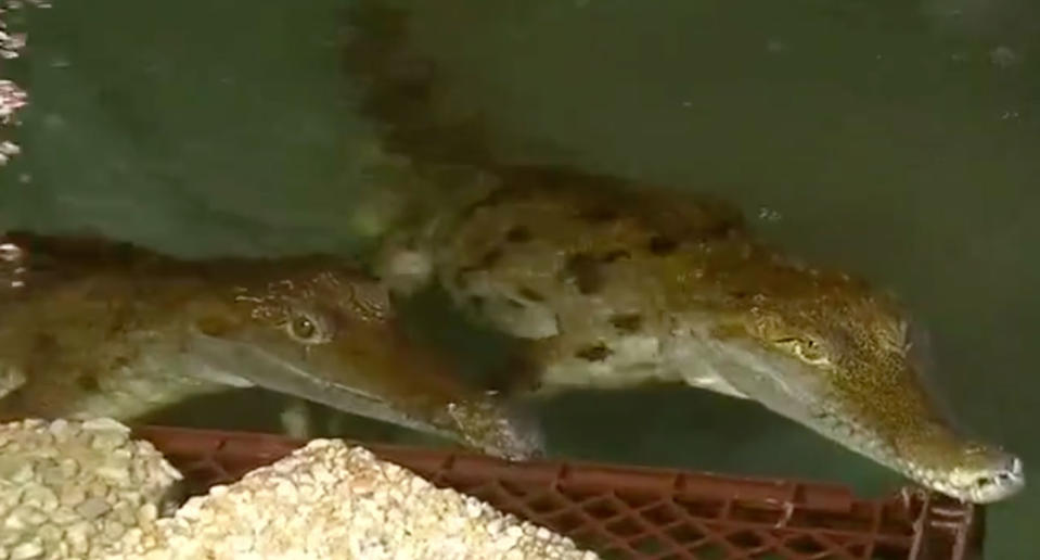 These are two of the freshwater crocodiles Ms Lowing has living with her. Source: Sunrise