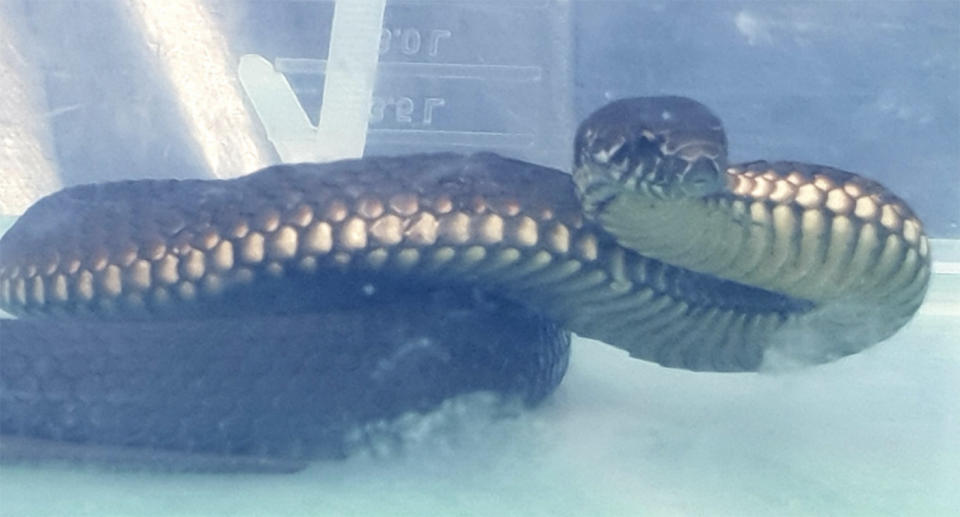 The NSW mother received an almighty fright after her cat dragged a snake into their home. Source: Facebook/Denise Frances