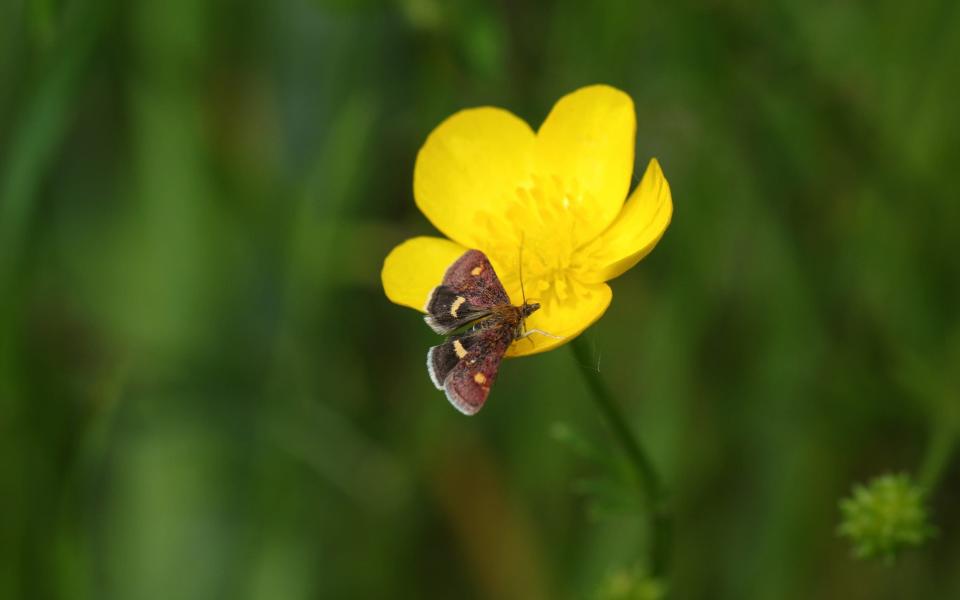 Wildflowers like buttercups, pictured, are excellent for pollinators - Getty Images 