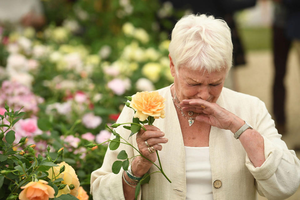 22. Mai 2017: Judi Dench und ihre eigene Rosenart