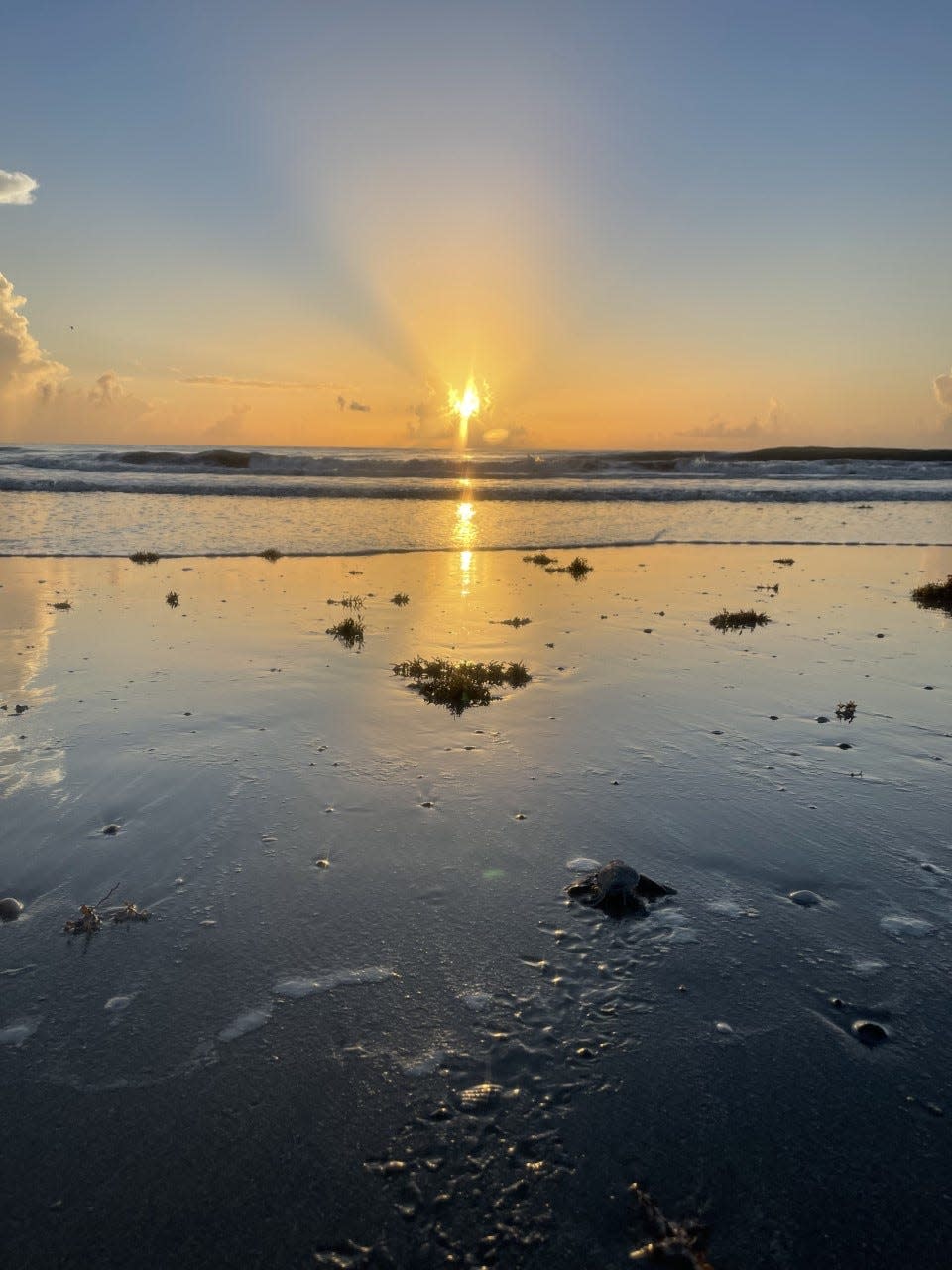 A sea turtle hatchling crawls toward the Atlantic Ocean at sunrise at Archie Carr National Wildlife Refuge. Photo taken under permits number 186 and 171, held by the University of Central Florida's Marine Turtle Research Group