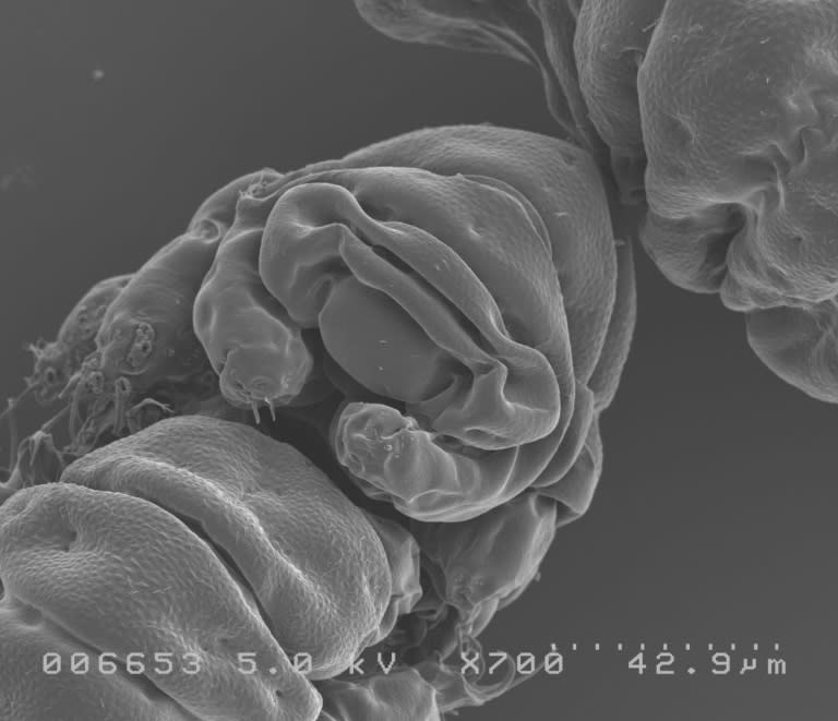 A facial view of a tardigrade or 'water bear' (Ramazzottius varieornatus), in an image released by Nature Publishing Group on September 20, 2016