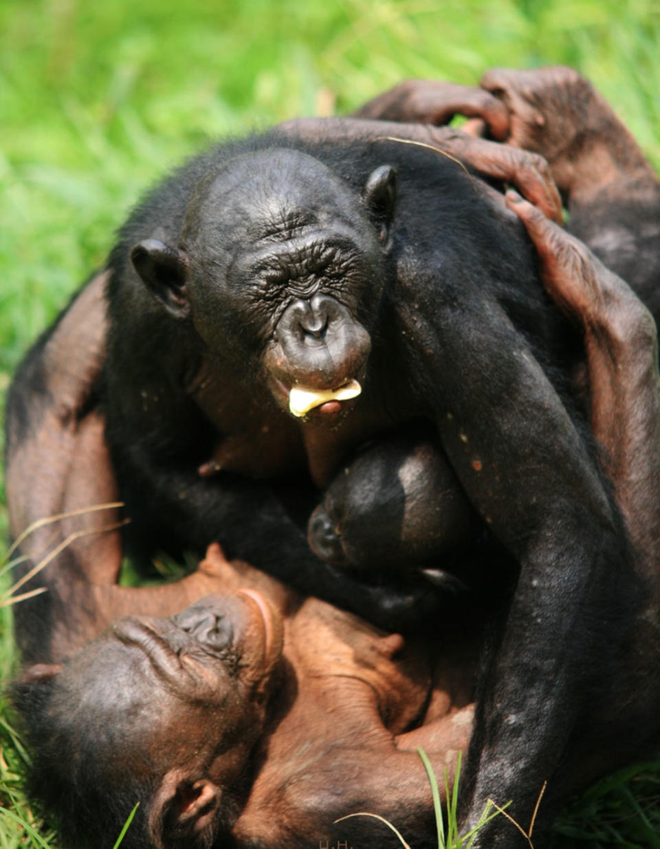 A female bonobo embraces a newcomer on her first day in a new group. <cite>Courtesy of Lola ya Bonobo Sanctuary</cite>