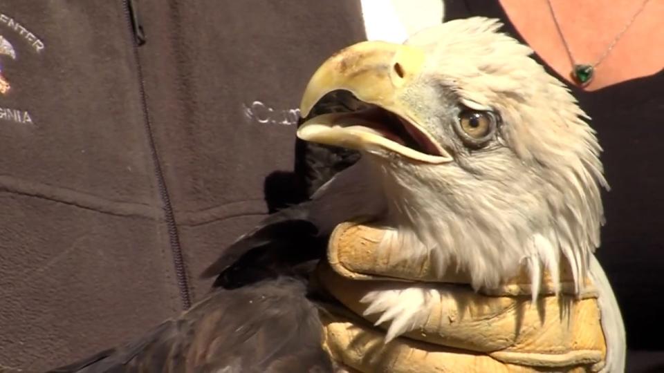 The bald eagle was found by animal control officers with the City of Chesapeake on Oct. 27, 2022. She was on the ground and unable to fly because of a severely injured wing.