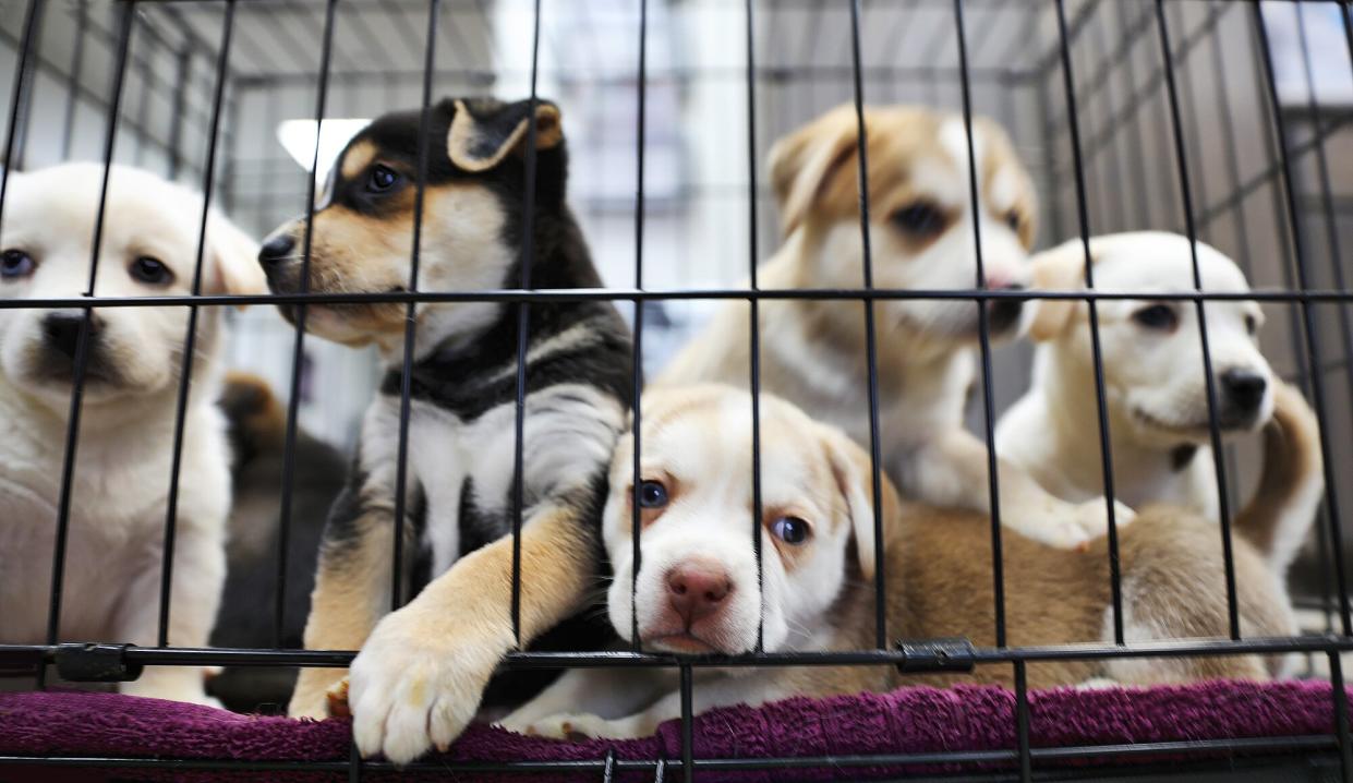 Litter of puppies in animal shelter. Australian Shepherds