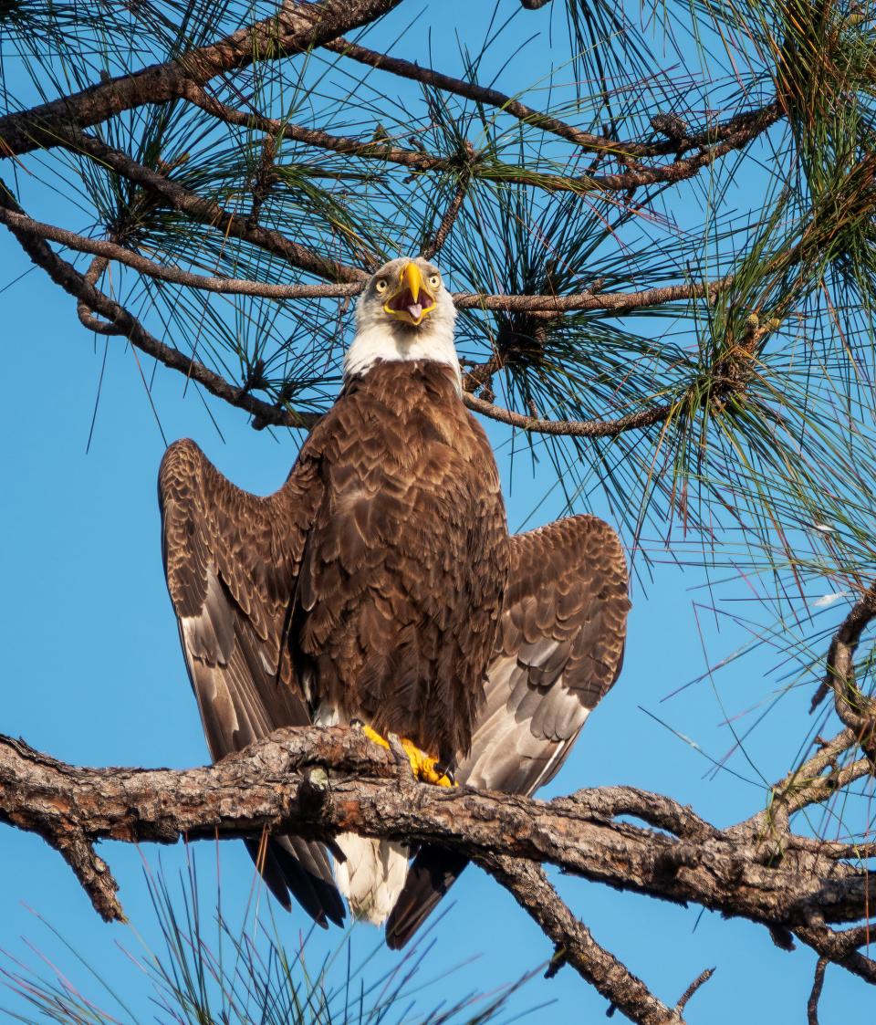 This eagle was cooling off after a busy morning bringing in nesting material. Taken with a Sony RX10 IV.