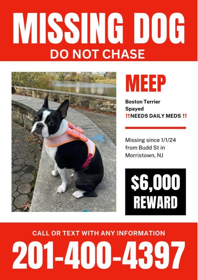 Meep, a 1-year-old female Boston terrier from Morristown who has been missing since New Year's Day