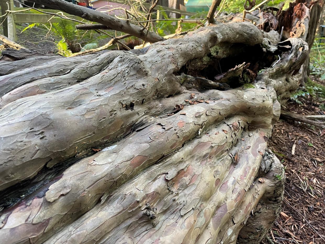 The fallen bark of the yew tree, which dates back to 1610.