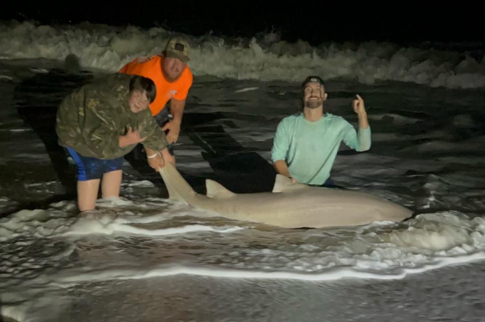 A 6-foot sand tiger shark brought in by NSB Shark Hunters.