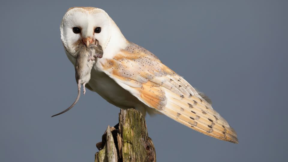 A barn owl captures a mouse. Barn owls live in open habitats across most of the lower 48 United States. Nest boxes have helped populations recover in areas where natural nest sites were scarce, according to the Cornell Lab of Ornithology. - RMMPPhotography/Shutterstock