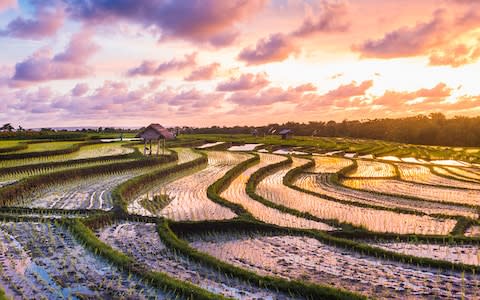 'Yes, the rice fields are nice' - Credit: istock