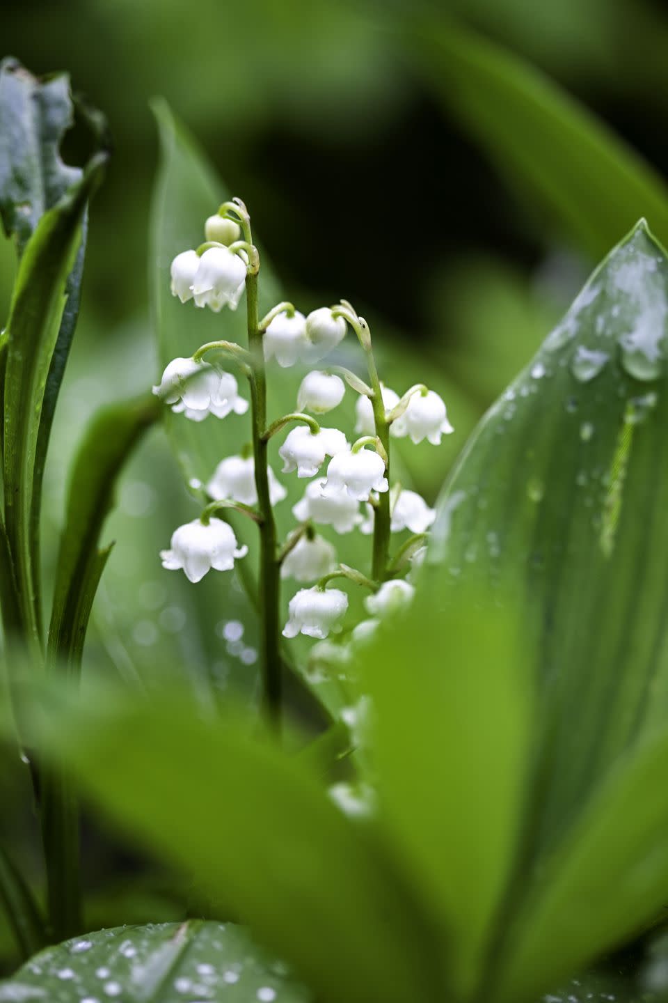invasive plants lily of the valley