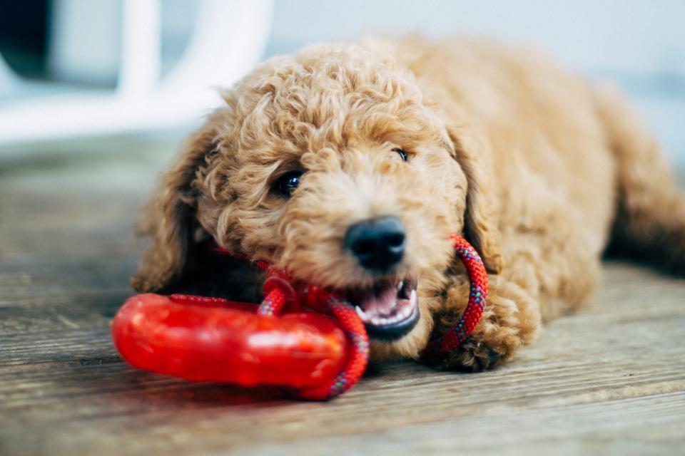 dog chewing on toy; quiet space for dogs at New Year's Party