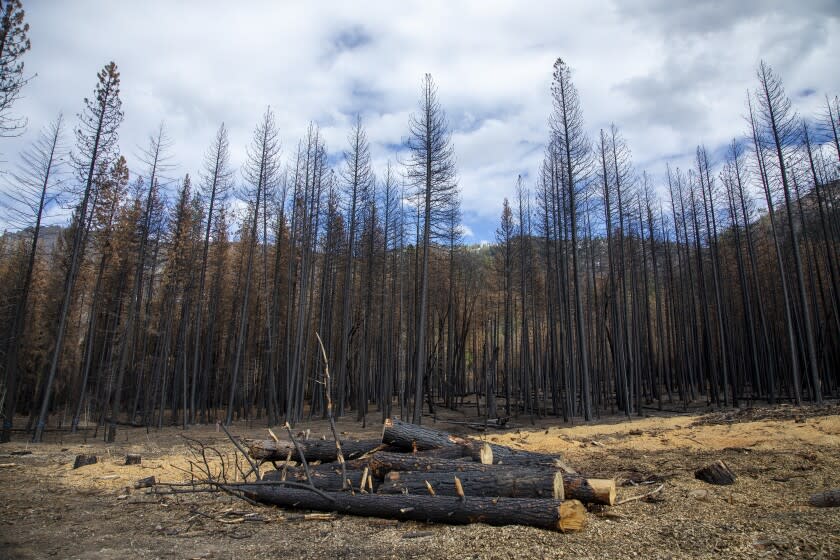 Greenville, CA - March 17: Salvaged trees near Greenville will supply a new mill to make wood products for the community in the aftermath of the Dixie fire Thursday, March 17, 2022 in Greenville, CA. (Brian van der Brug / Los Angeles Times)