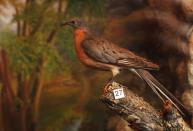 <p>Estimates say that the passenger pigeon population numbered in the millions—and possibly billions—when the first Europeans began settling in America. <a href="http://mentalfloss.com/article/58678/10-facts-about-extinct-passenger-pigeon" rel="nofollow noopener" target="_blank" data-ylk="slk:MentalFloss;elm:context_link;itc:0;sec:content-canvas" class="link ">MentalFloss</a> reports that Wisconsin was home to largest known nesting site in the late 1800s.</p><p><strong>Cause of Extinction: </strong>humans hunted the pigeon and consumed it to the point of extinction with the last known bird dying in captivity in the Cincinnati Zoo in 1914.</p>