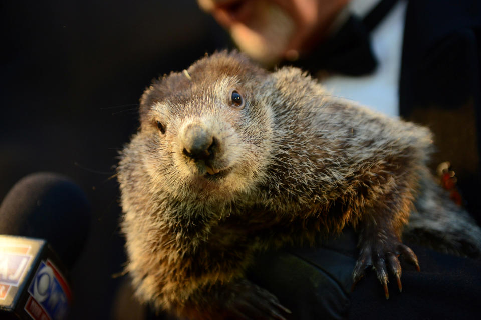 <p>Punxsutawney Phil greets reporters at Gobbler’s Knob on the 132nd Groundhog Day in Punxsutawney, Pa., Feb. 2, 2018. (Photo: Alan Freed/Reuters) </p>