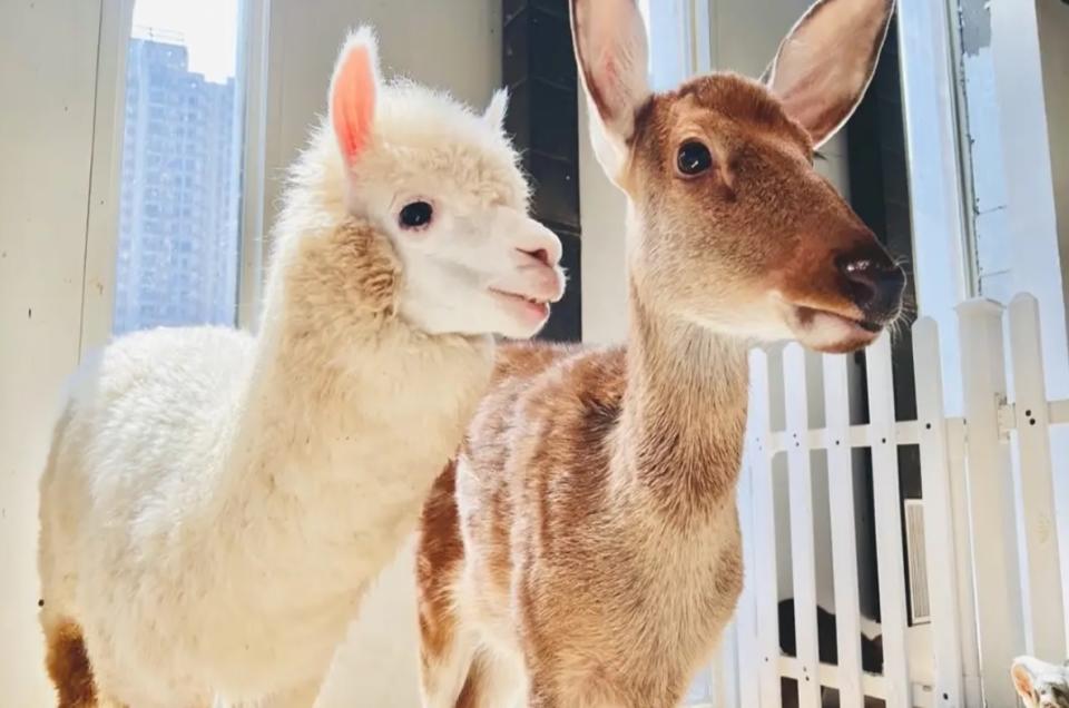 深圳好去處｜深圳室內動物園一日遊48折優惠！一大一小門票人均$49.5起零距離親親及餵食草泥馬、小浣熊、梅花鹿等20多種可愛動物