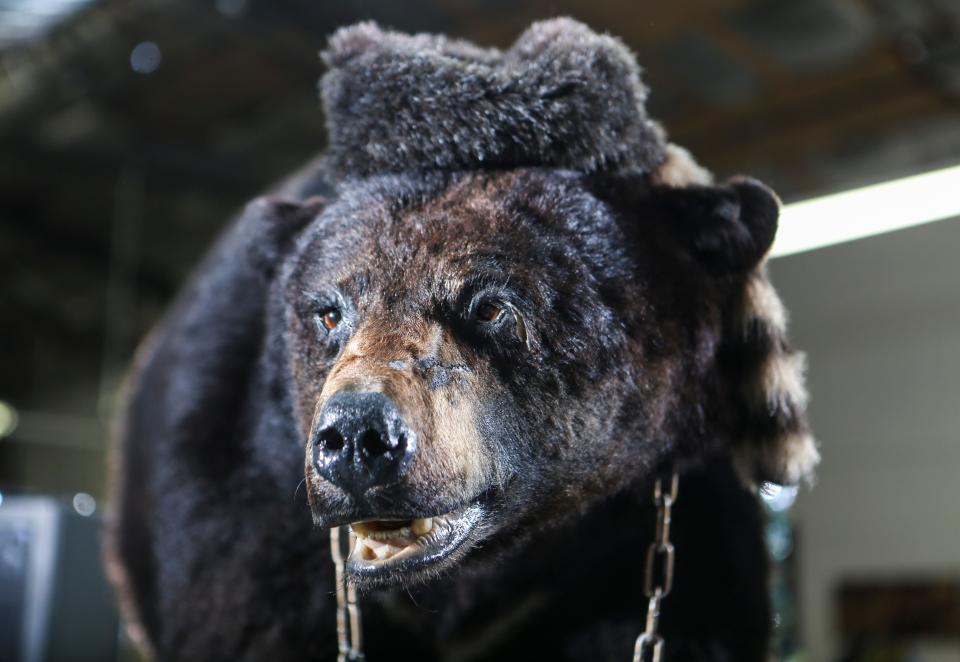 The 'Cocaine Bear,' shown at the Kentucky for Kentucky Fun Mall, was a 175-pound black bear from Chattahoochee National First that supposedly died after eating about 75 pounds of cocaine that was lost by Kentuckian drug smuggler Andrew Thornton in 1985. The Georgia state examiner had the animal taxidermied. March 4, 2020.