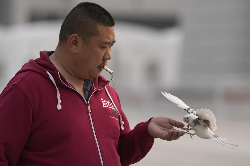 Xie Yufeng, a 39-year-old cook, trains a bird using a whistle outside a stadium in Beijing, Tuesday, March 26, 2024. Today, only about 50-60 people in Beijing are believed to still practice it. Locals train birds of various types to perform different acts including catching beads shot out of a tube or opening boxes. (AP Photo/Ng Han Guan)
