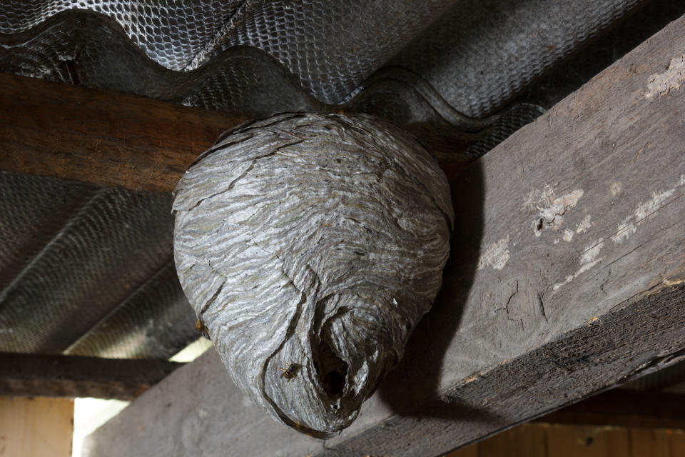 Wasps nest hanging from the roof