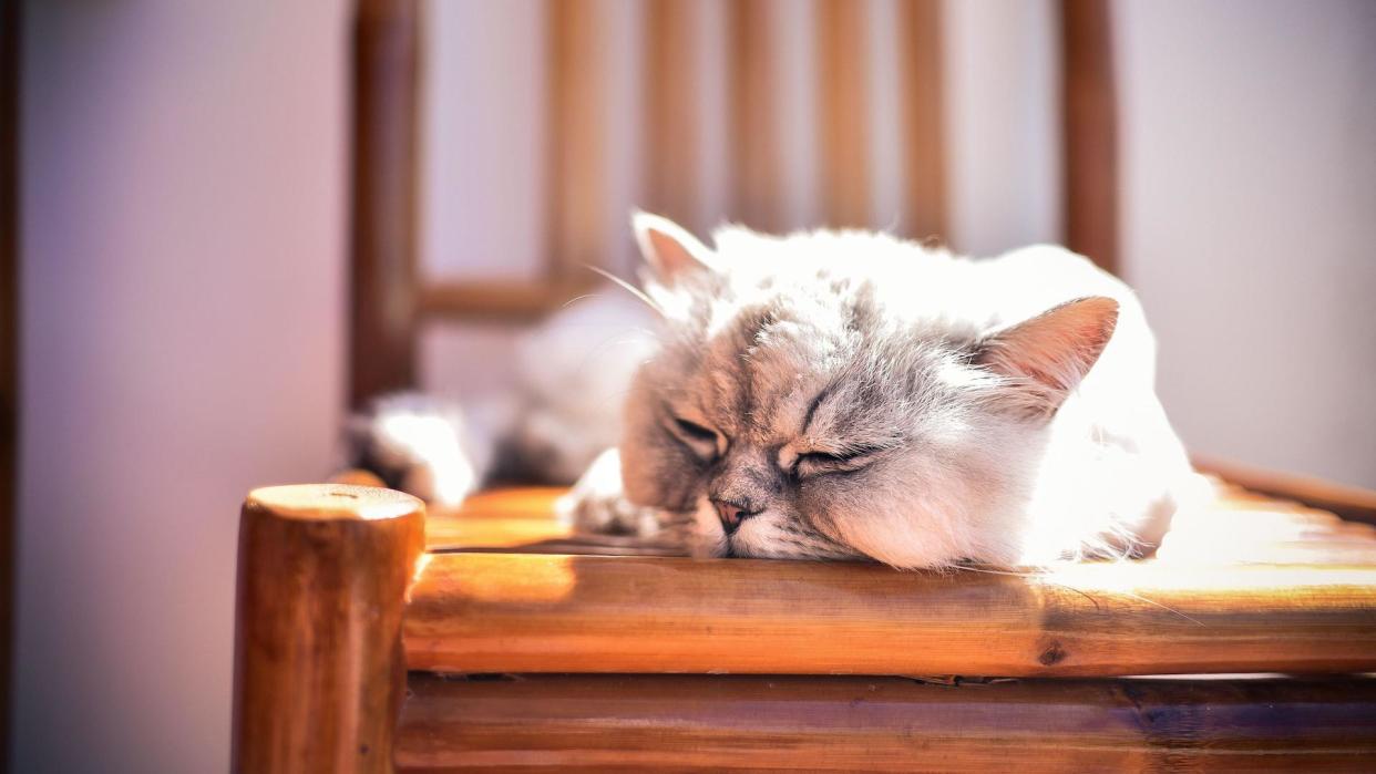 Persian cat asleep on chair