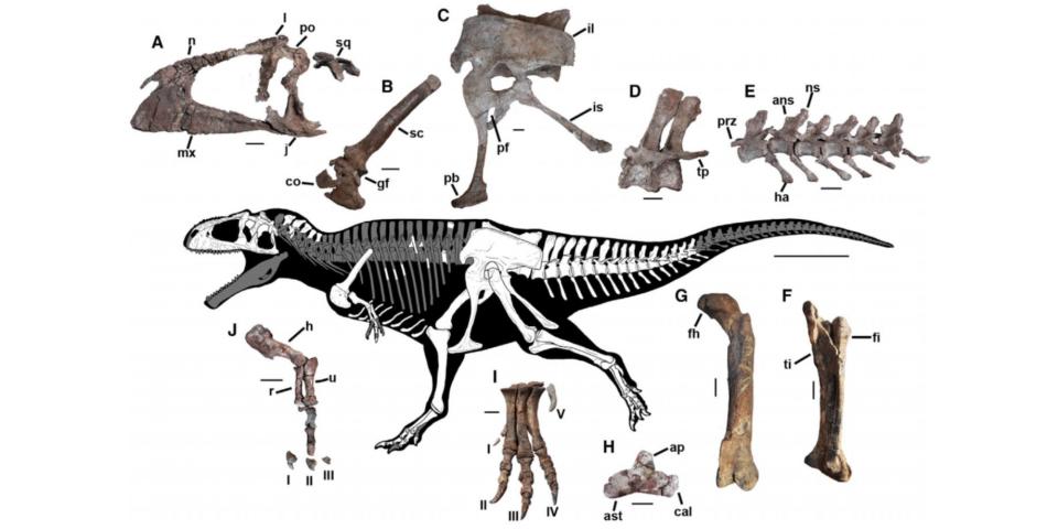 A schematic surrounded by pictures of bones shows which bones in the body of the dinosaur were found at the dig