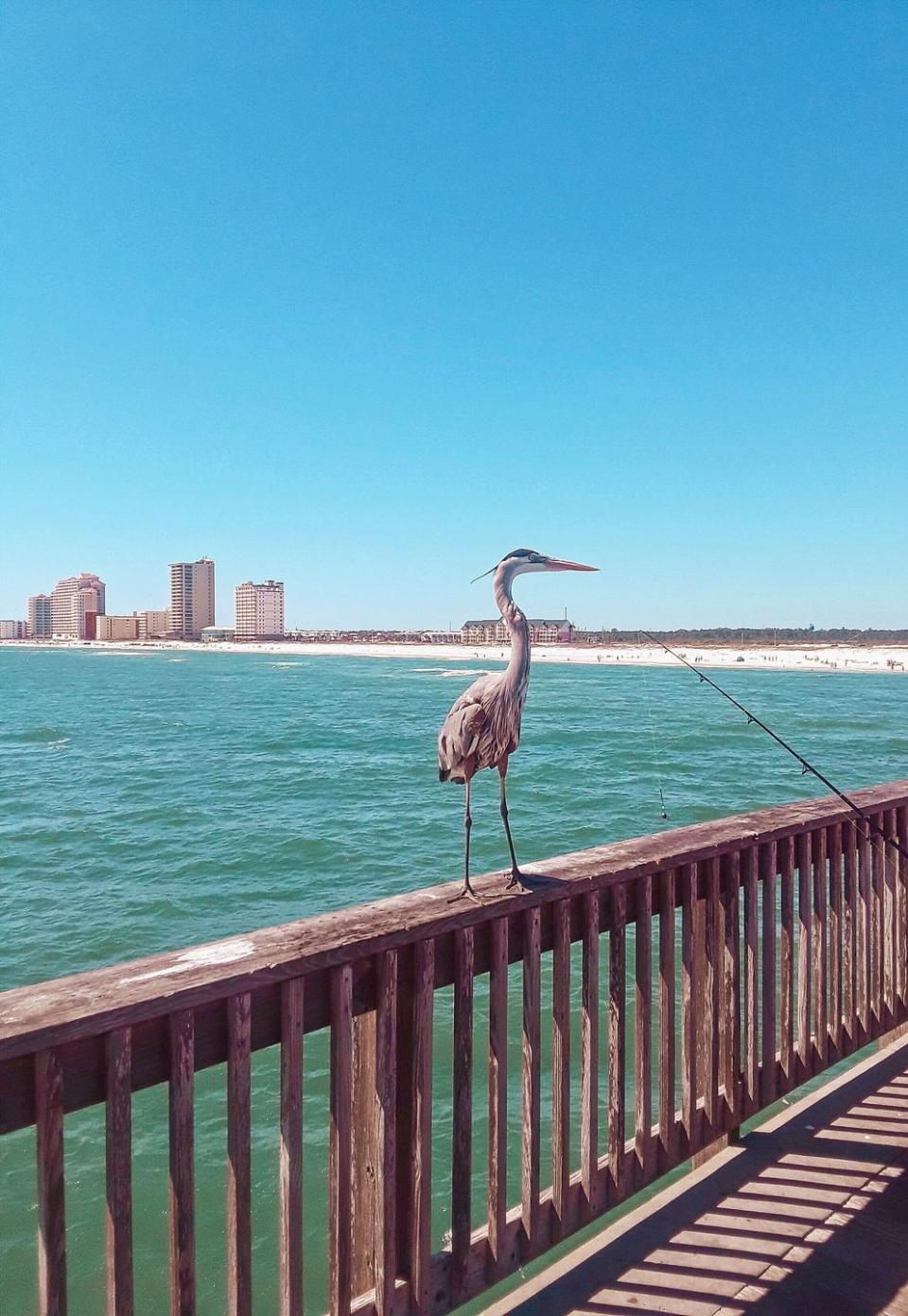 Gulf Shores/Orange Beach, Alabama