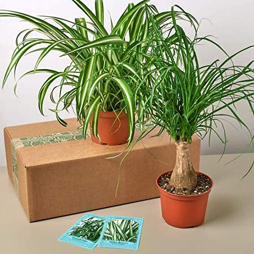 5) House Plant Monthly Box Subscription