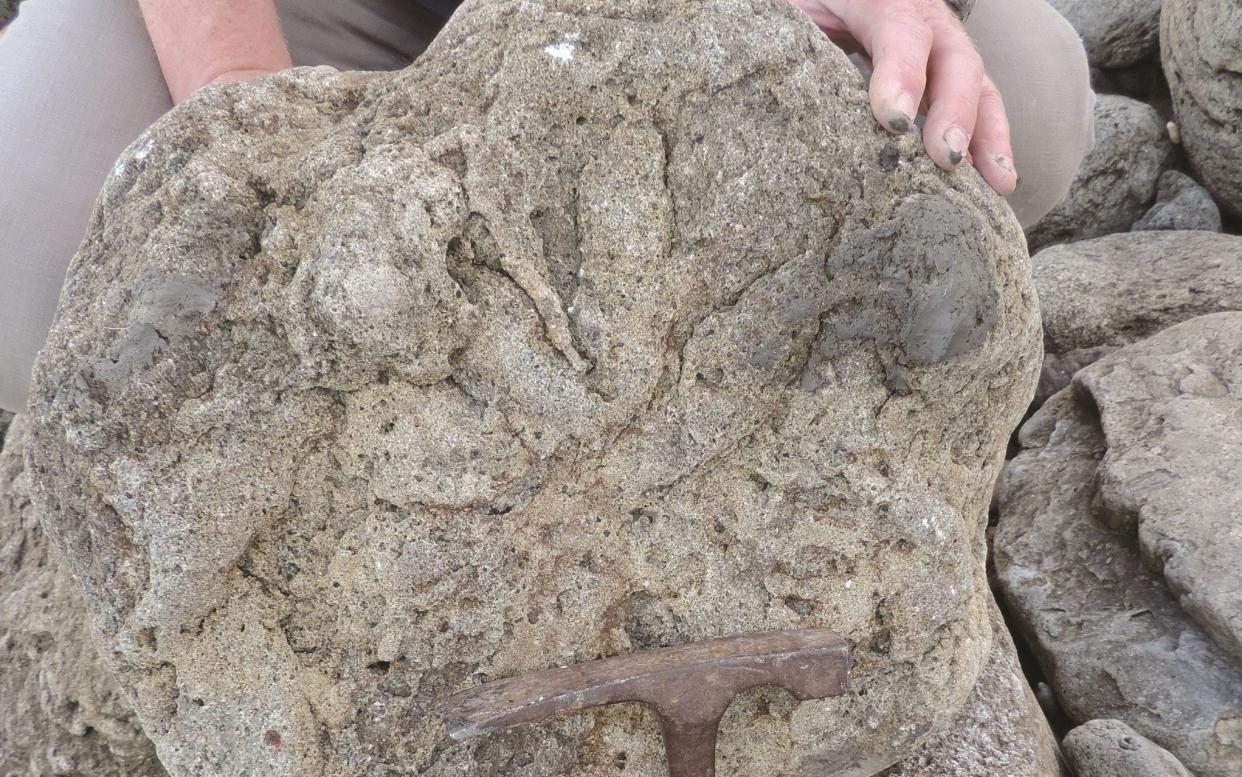 Science footprints dinosaurs Dover - Phil Hadland/University of Portsmouth/PA Wire