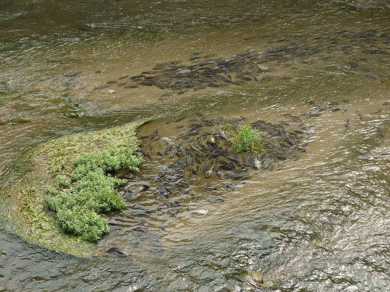 中市河川疑有人捕撈吳郭魚販售 環保局籲勿食用 有民眾反映疑似有人在台中市西屯區內新庄仔溪排水 設置水籠捕撈吳郭魚食用或販售，經市府環保局派員 前往附近採驗水質，雖檢驗結果符合標準，仍籲民眾 勿自行捕魚食用或販售。 （台中市環保局提供） 中央社記者郝雪卿傳真  113年3月26日 