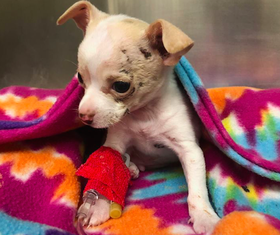 Tony Hawk was relatively unscathed in the fall from the sky (Picture: Austin Animal Center)