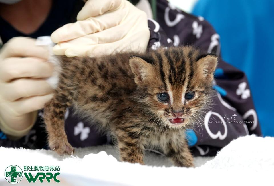 野生動物急救站表示，獲救小石虎健康狀況大致良好。   圖：擷取自臉書「野生動物急救站」