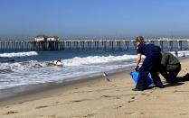Officials release birds after they were treated for oiling and have now recovered from the Huntington Beach, Calif., shore on Wednesday, Oct. 20, 2021. The spill washed blobs of oil ashore affecting wildlife and the local economy, though the environmental damage so far has been less than initially feared. But environmental advocates say the long-term impact on sensitive wetland areas and marine life is unknown and shop owners in surf-friendly Huntington Beach fear concern about oil will keep tourists away even once the tar is gone. (AP Photo/Amy Taxin)