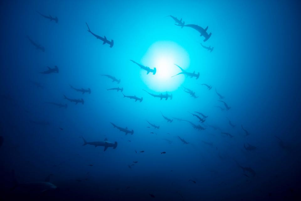 Dozens of hammerhead sharks swimming from above.