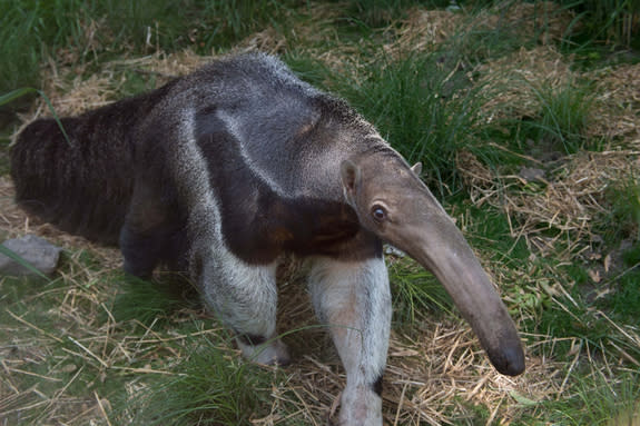 This giant anteater is one of the new species added to the Children's Zoo in 2015.