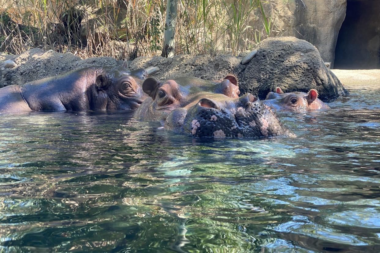 Fiona the Hippo Meets new Male Hippo Tucker After the Death of Her Dad