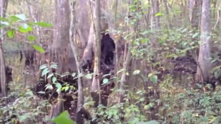 Bigfoot in Mississippi