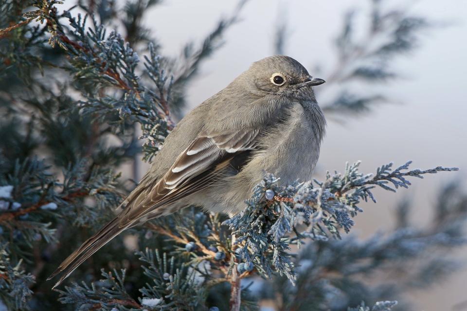 The Townsend's Solitaire - like its name implies it is generally found by itself. It favors juniper bushes and makes a single pitched call - "johnny one note." If you hear the call and remember "Johnny one-note" it can help you know what bird you are looking to find.  They are most frequently in Great Falls in the late fall, winter and early spring.